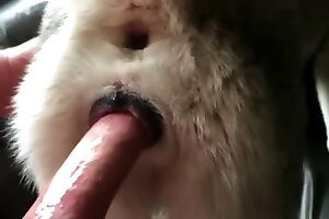 fuck,bestiality